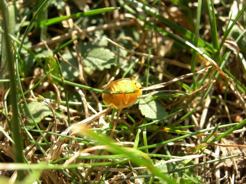 DSCN0849 800