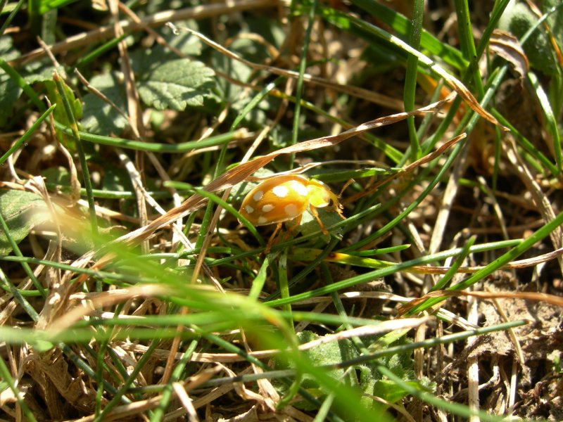 DSCN0850 800