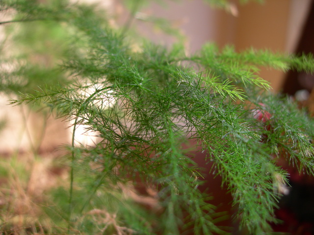 DSCN0971