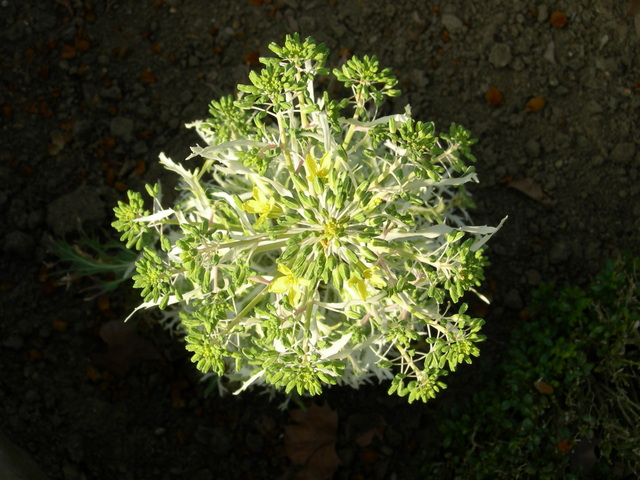 dscn1795