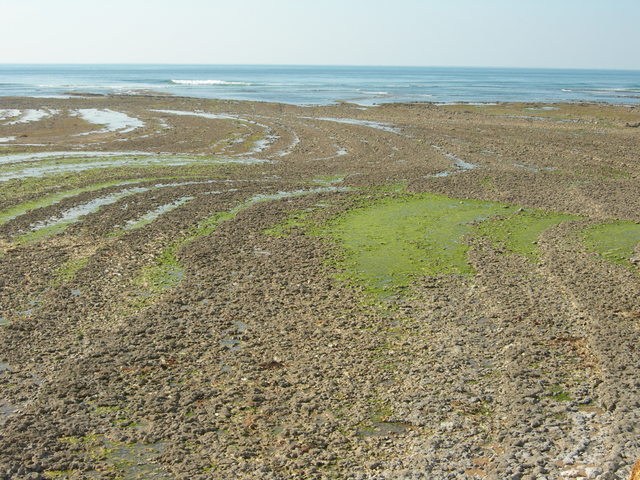 DSCN0782