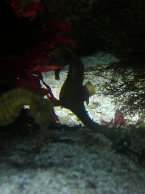 DSCN0810