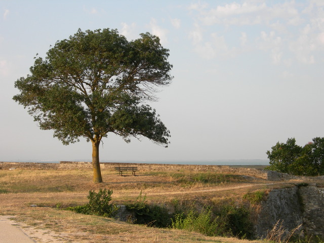 DSCN0866