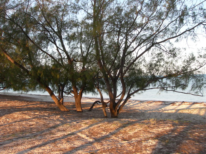 DSCN1919