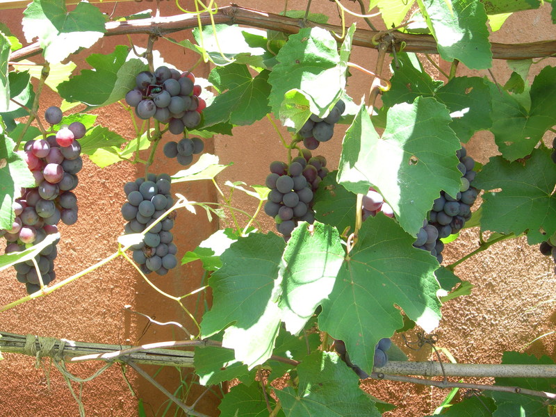 DSCN2135