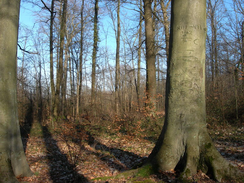 DSCN2410