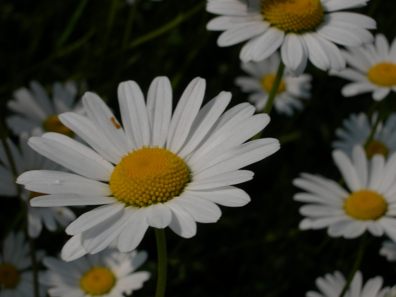 DSCN3169