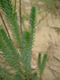 DSCN0951