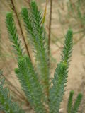 DSCN0952