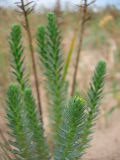DSCN0953