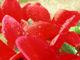 DSCN0956
