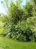 DSCN0730