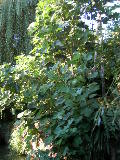 DSCN0764