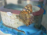 DSCN0793