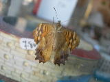 DSCN0794