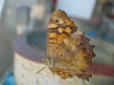 DSCN0795