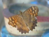 DSCN0797