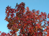 DSCN1549