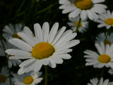 DSCN3169