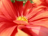 20050813 red flower