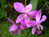20050902 orchidee