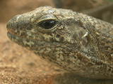 20050903 lezard Mada