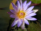 20050903 lotus