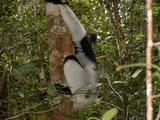 200304 075 Madagascar