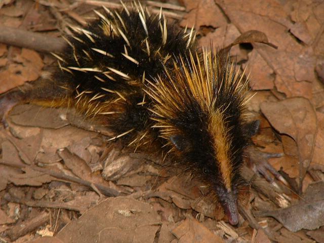 200304 068 Madagascar
