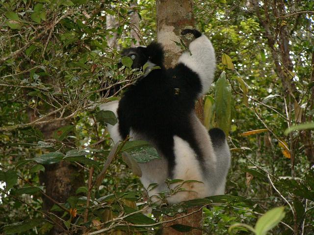 200304 073 Madagascar