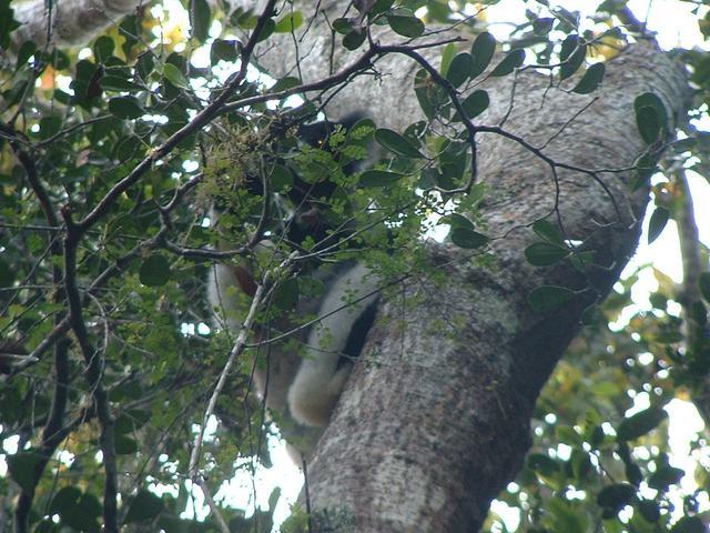 200304 078 Madagascar