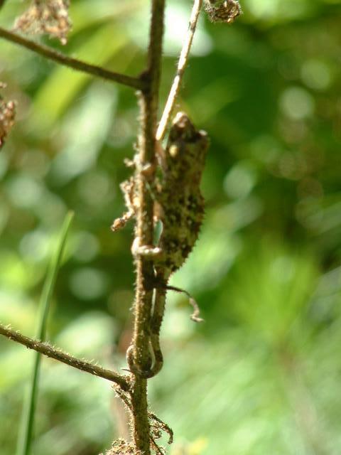 200304 084 Madagascar