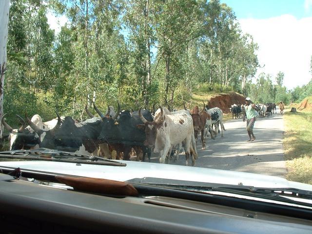 200304 169 Madagascar