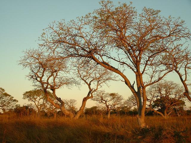 200304 185 Madagascar