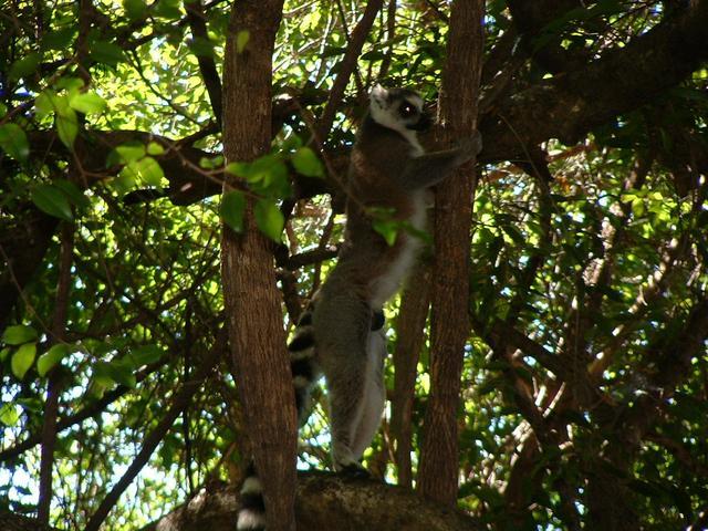 200304 210 Madagascar