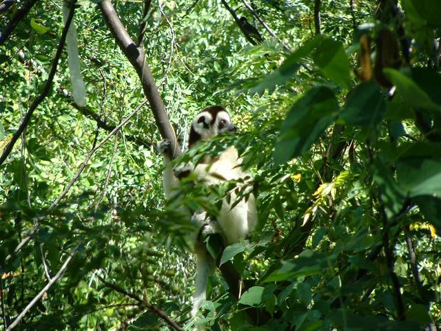 200304 229 Madagascar
