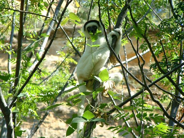 200304 236 Madagascar