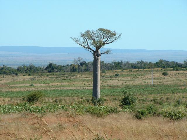 200304 253 Madagascar