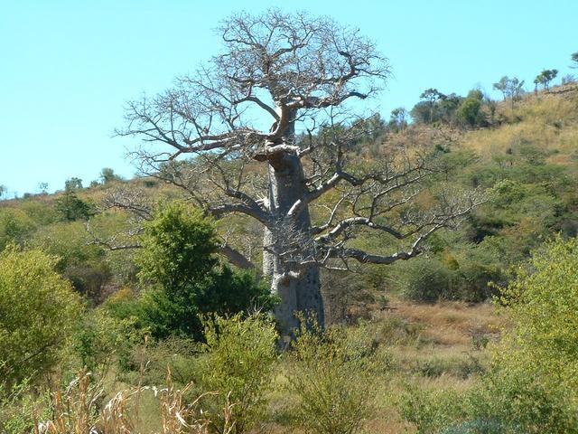 200304 254 Madagascar