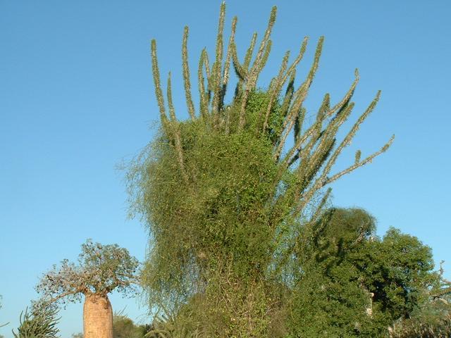 200304 279 Madagascar
