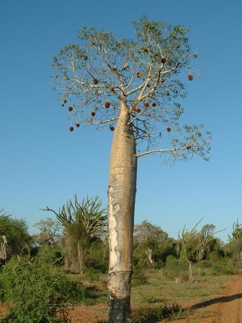 200304 280 Madagascar