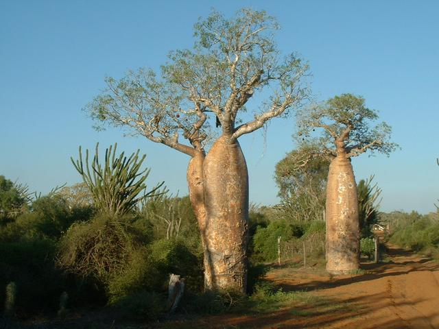 200304 282 Madagascar