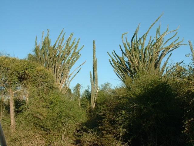 200304 283 Madagascar