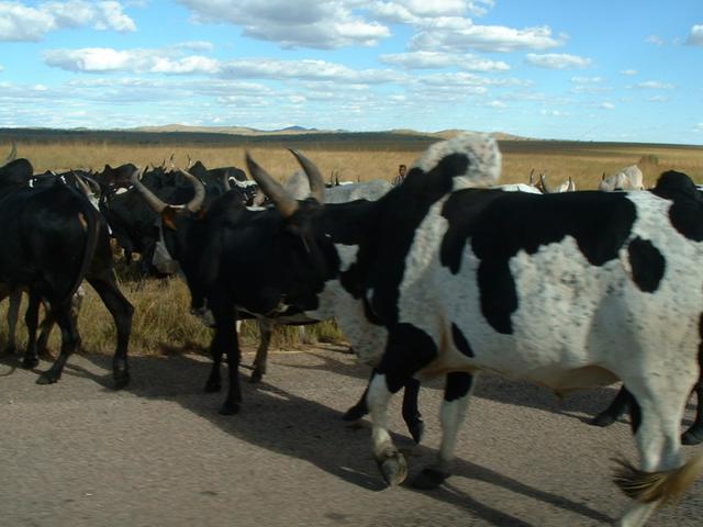 200304 296 Madagascar
