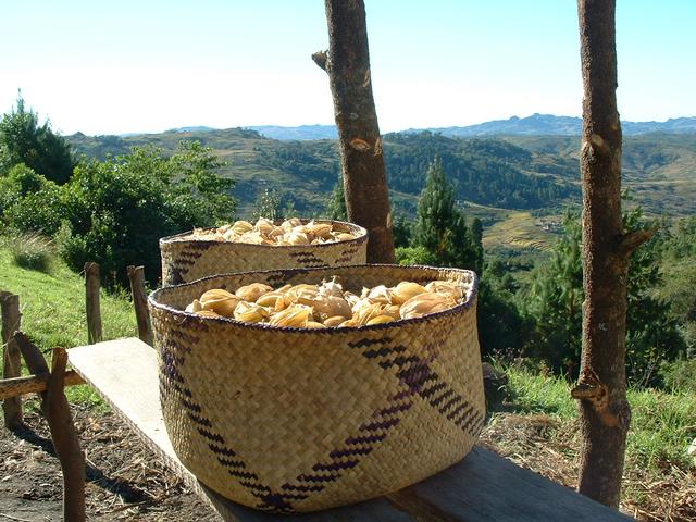 200304 336 Madagascar