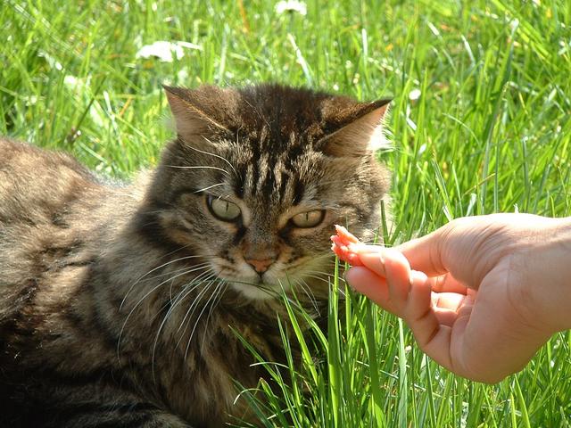 20040327 1453 14 cat n flowers