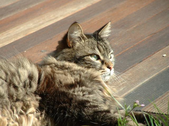 20040327 1524 50 cat n flowers