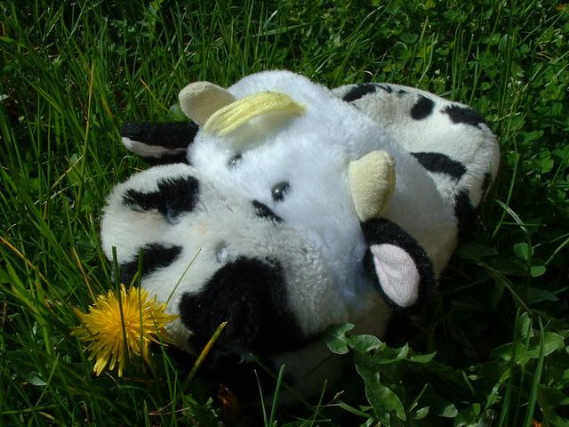 20040403 1109 04 vache fleurs