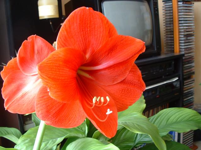 20040403 1326 07 vache fleurs