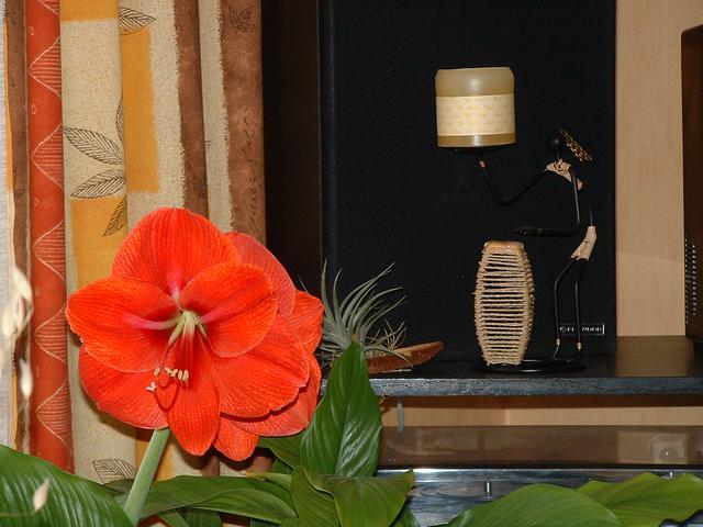 20040403 1422 10 vache fleurs